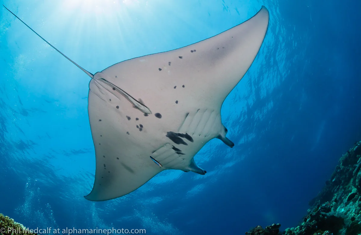 Getting a picture is often not just about your ability and the equipment it’s also about going to where you need to be for the subject and in the case of this shot getting very lucky to be carried by a current directly underneath a very chilled out manta.
