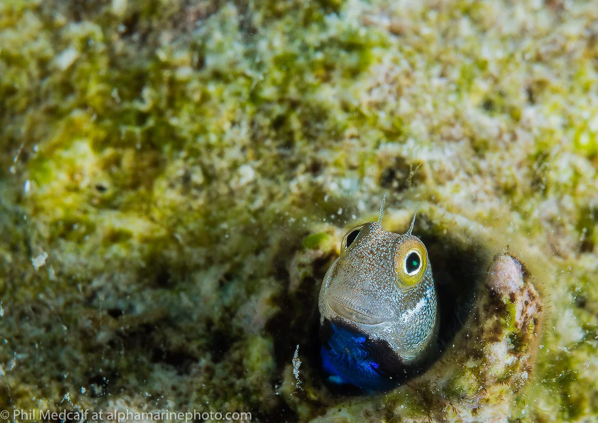We take a lot of images specifically for articles and blogs, so it’s a nice change to take pictures of things like this blenny rather than a diver with a camera setup.