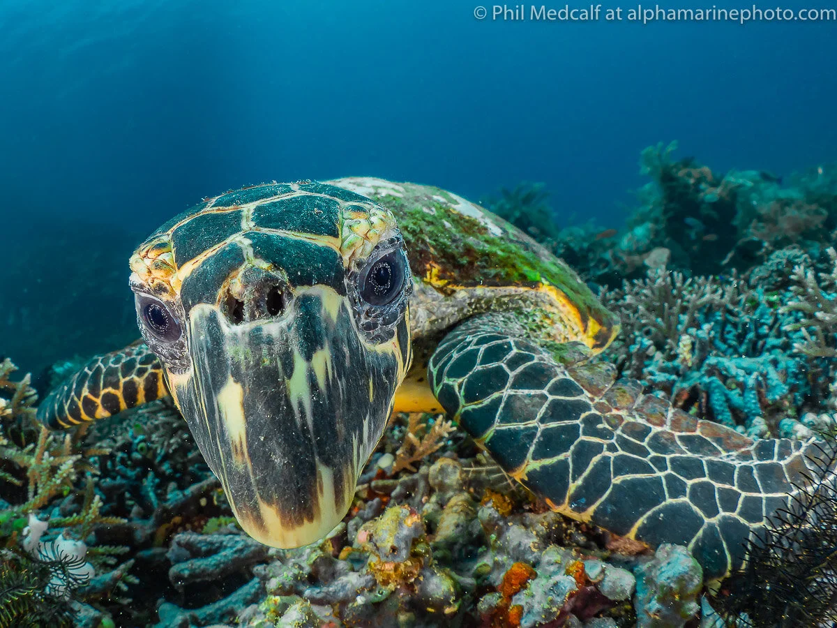 The Essentials of Underwater Photography