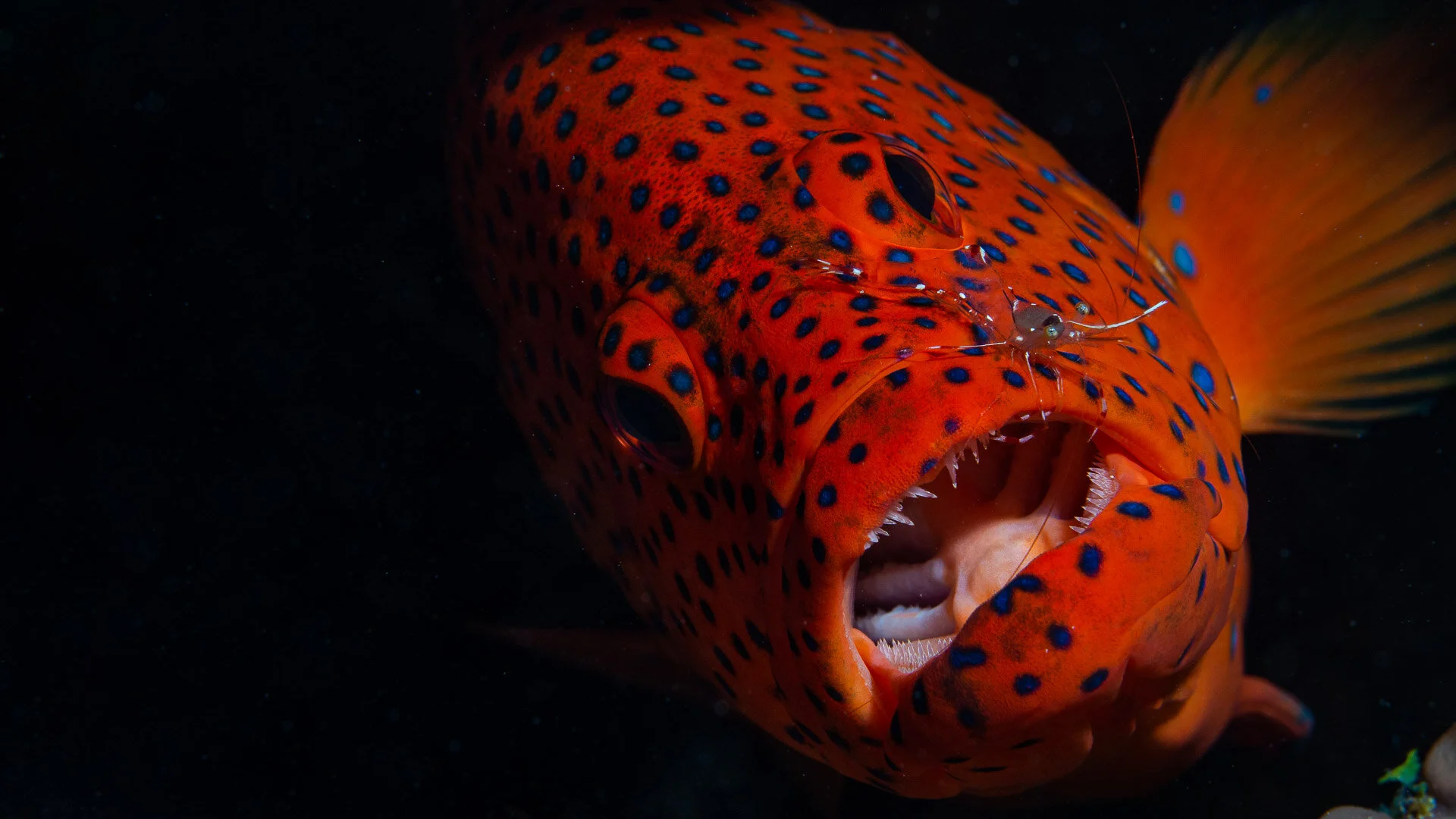 Underwater Photography Talk at Swinton &amp; District Photographic Society