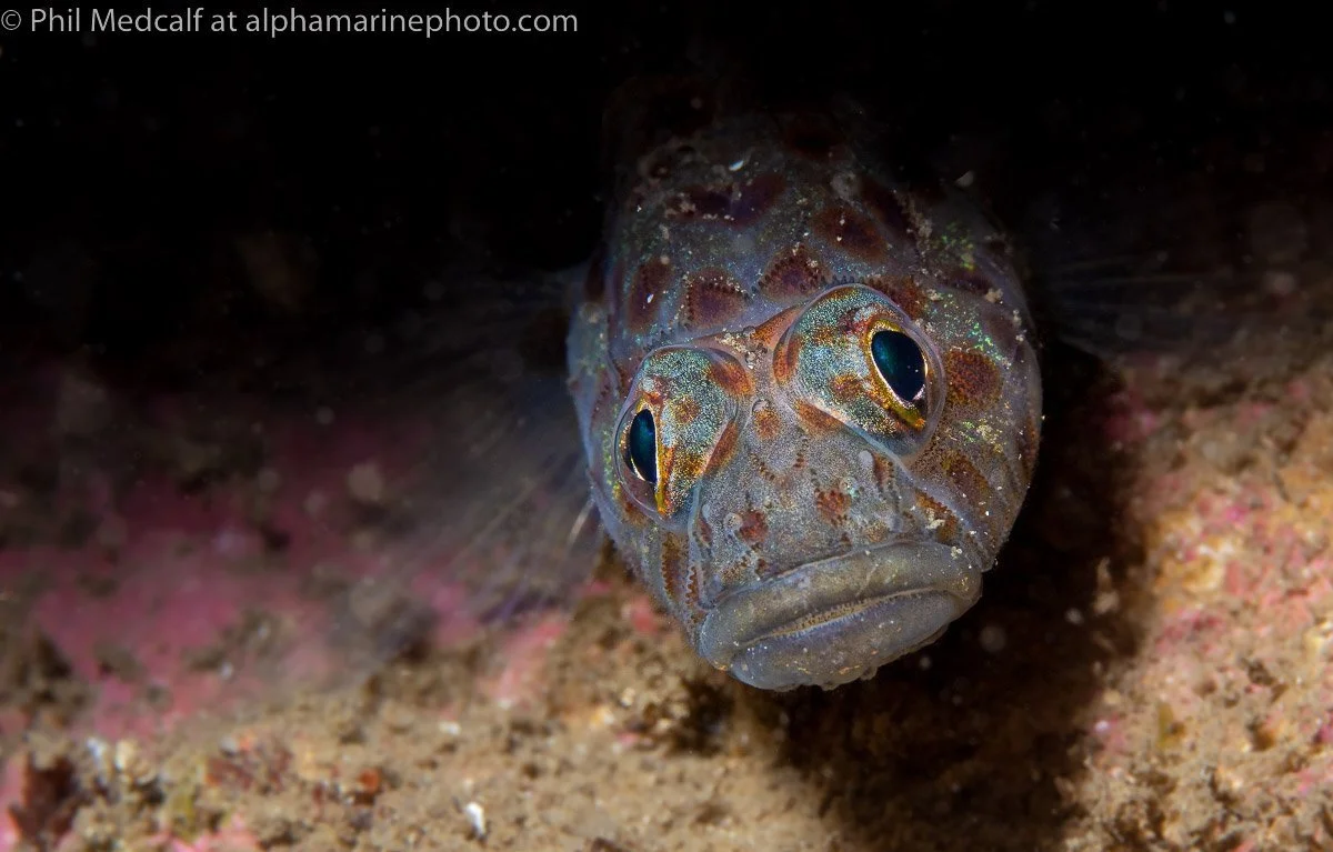 Kinlochbervie Underwater Photography Workshop