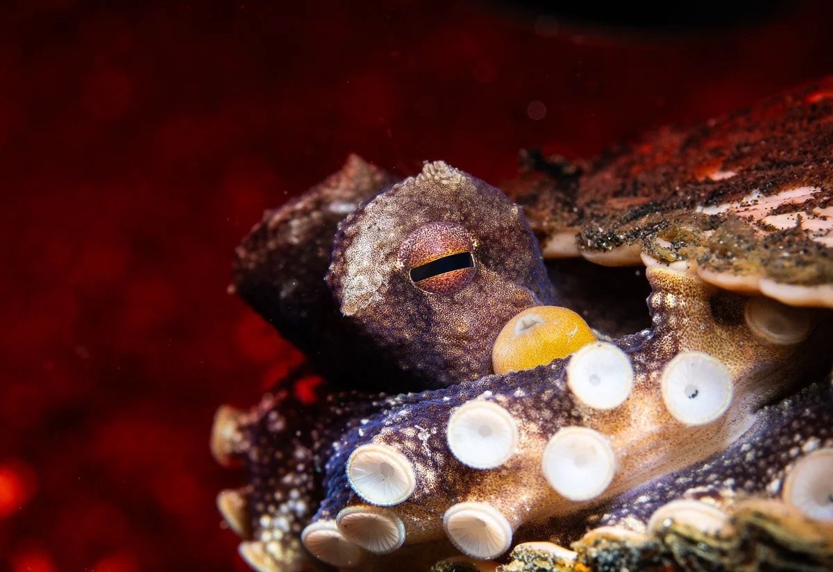 Alphamarine Photography at the Go Diving Show 2026