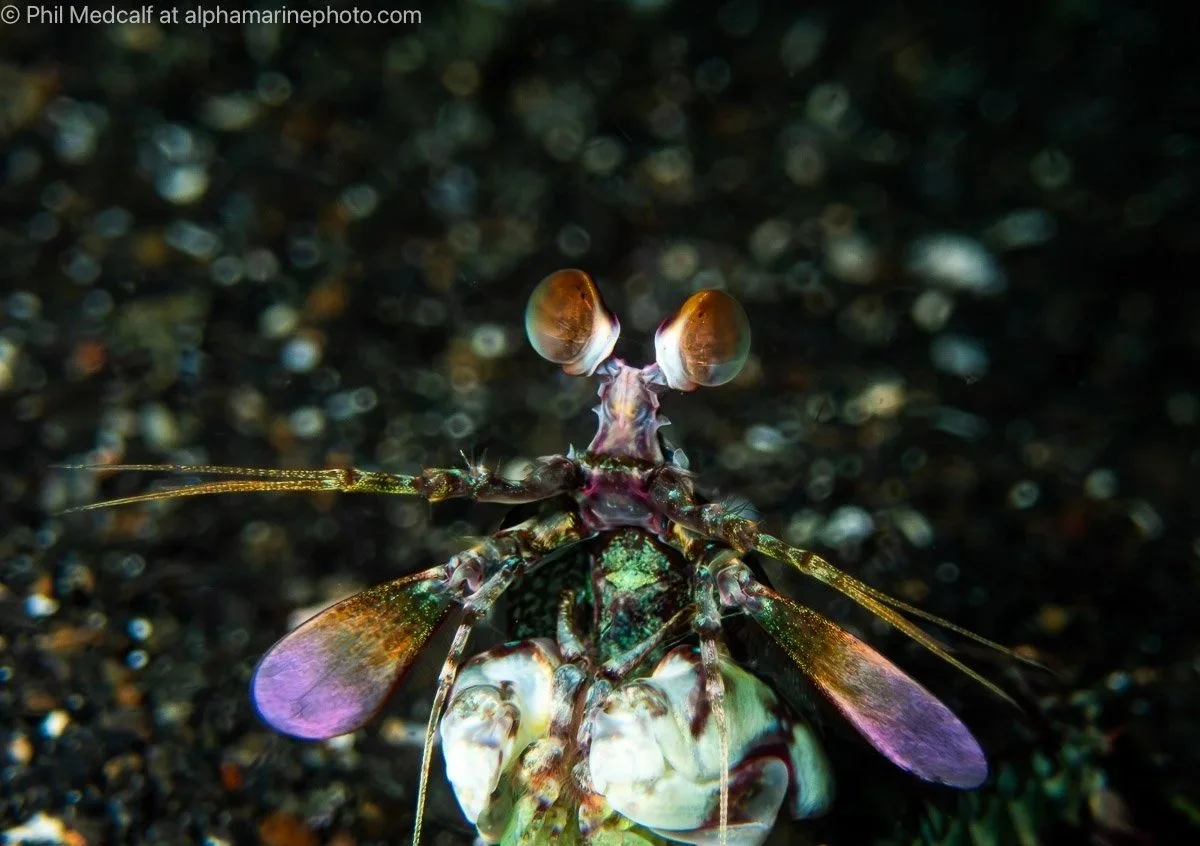Using the Built-in Flash on Your TG6 or TG7 Camera to Take Underwater Pictures