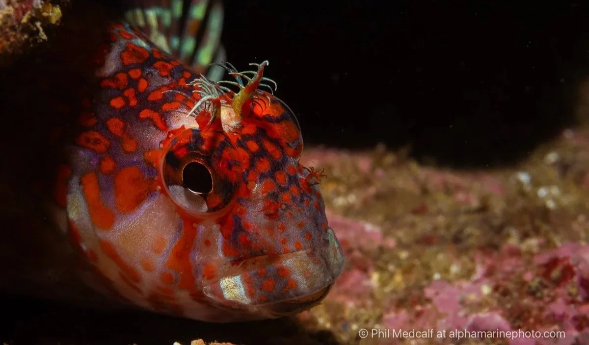 Kinlochbervie Underwater Photography Workshop 2027
