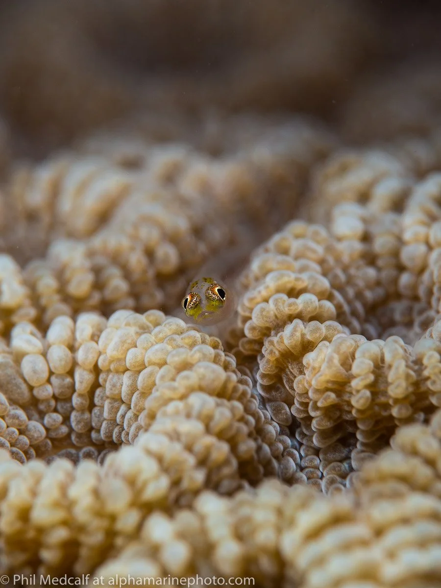 Underwater Photography Workshop at Roots Red Sea Resort 2027
