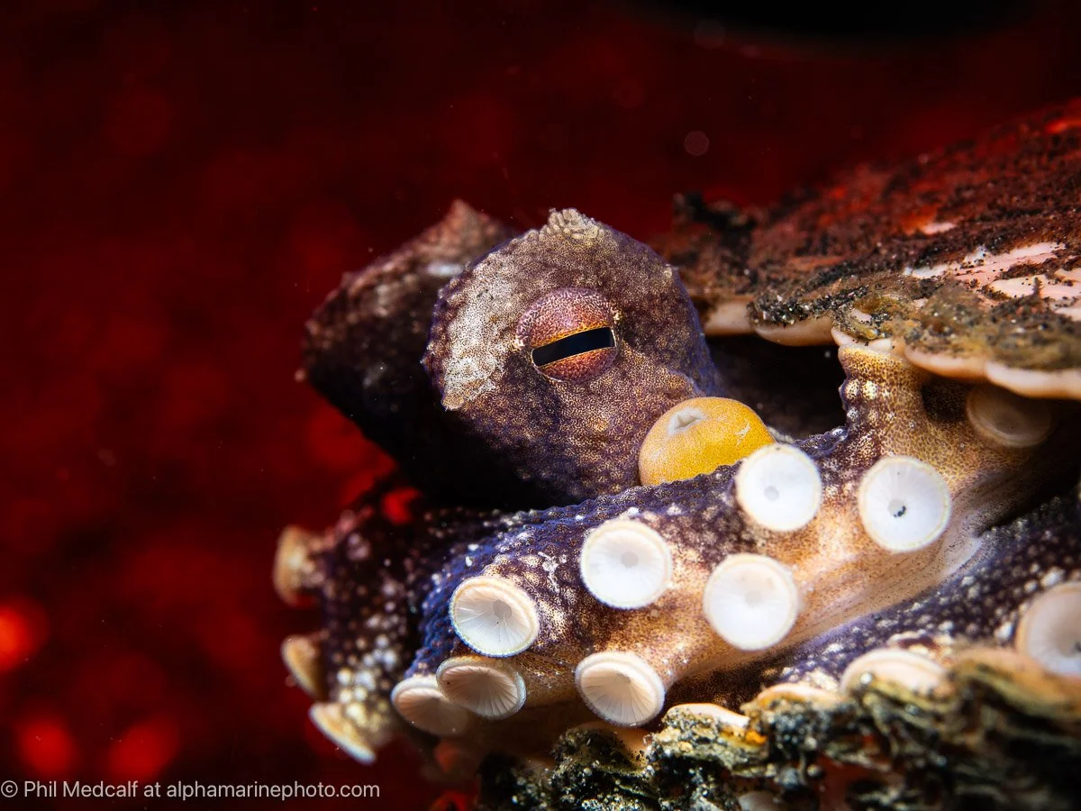 Go Diving Show Offers and Competition