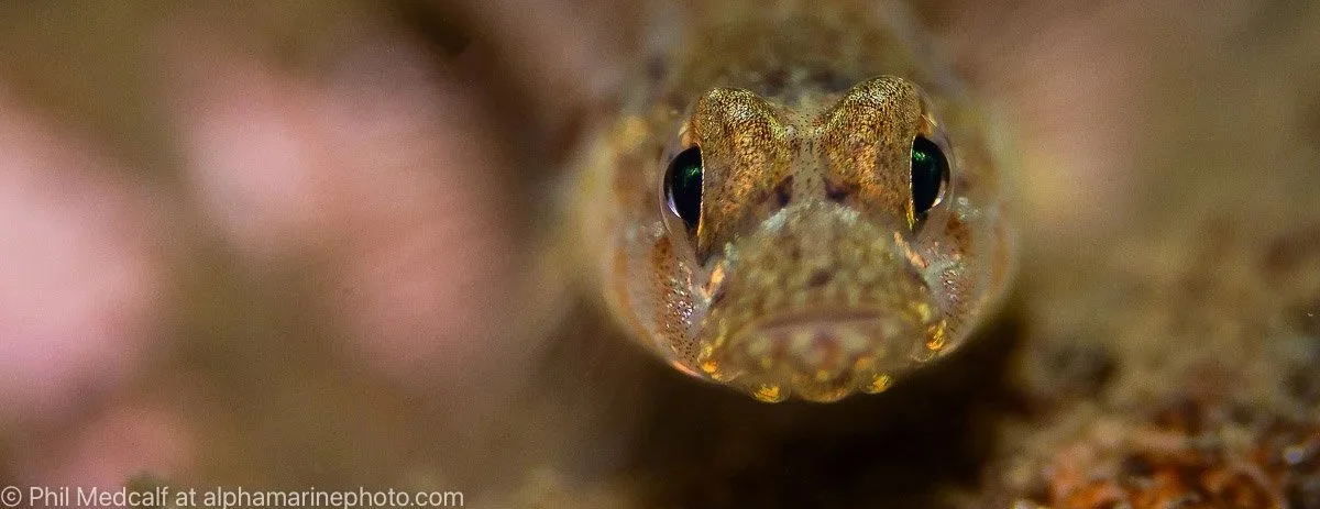 Using the Panasonic Leica 45mm f2.8 Macro Lens for Underwater Photography