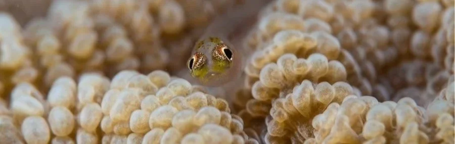 The INON UCL-67 Underwater Close-up Lens