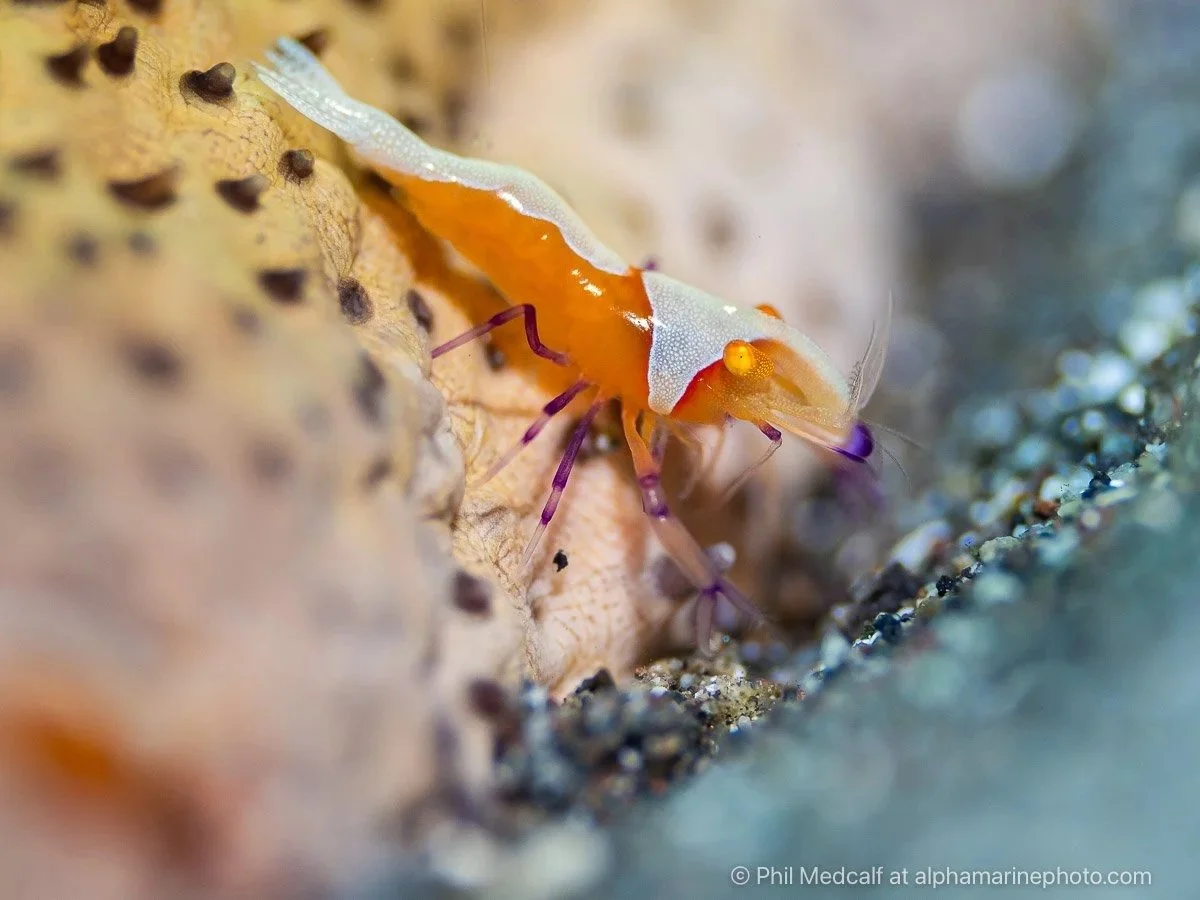 Using the Olympus/OM 60mm f2.8 Macro lens for underwater photography