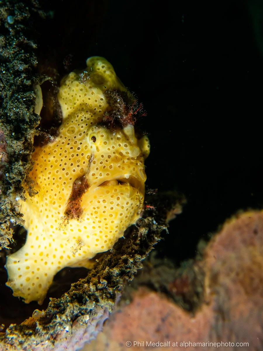 A painted frogfish perched on a sponge