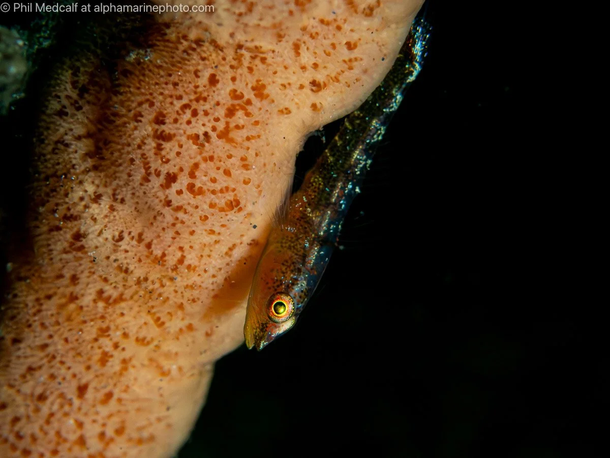a ghostgoby on an orange finger sponge