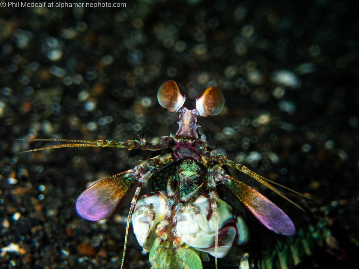 A pink-eared mantis shrimp