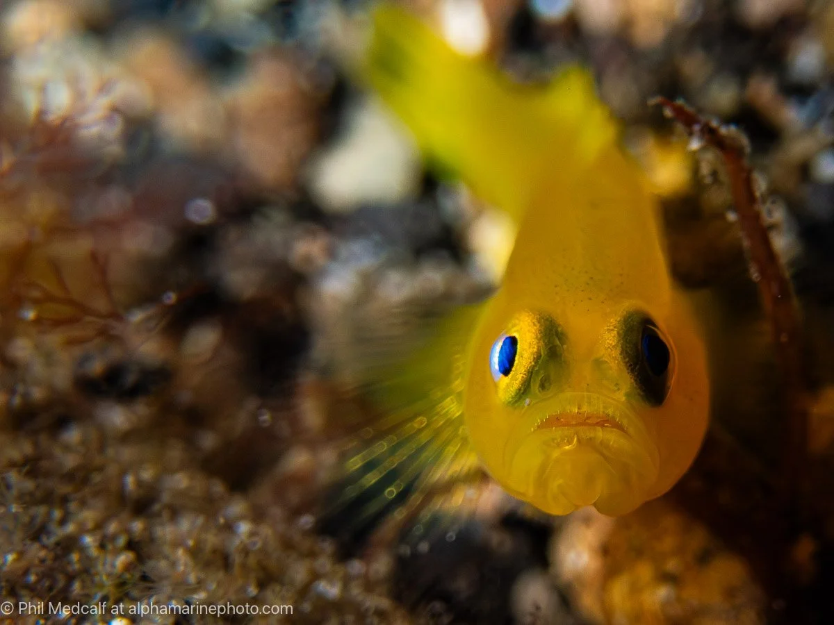 A yellow dwarf goby