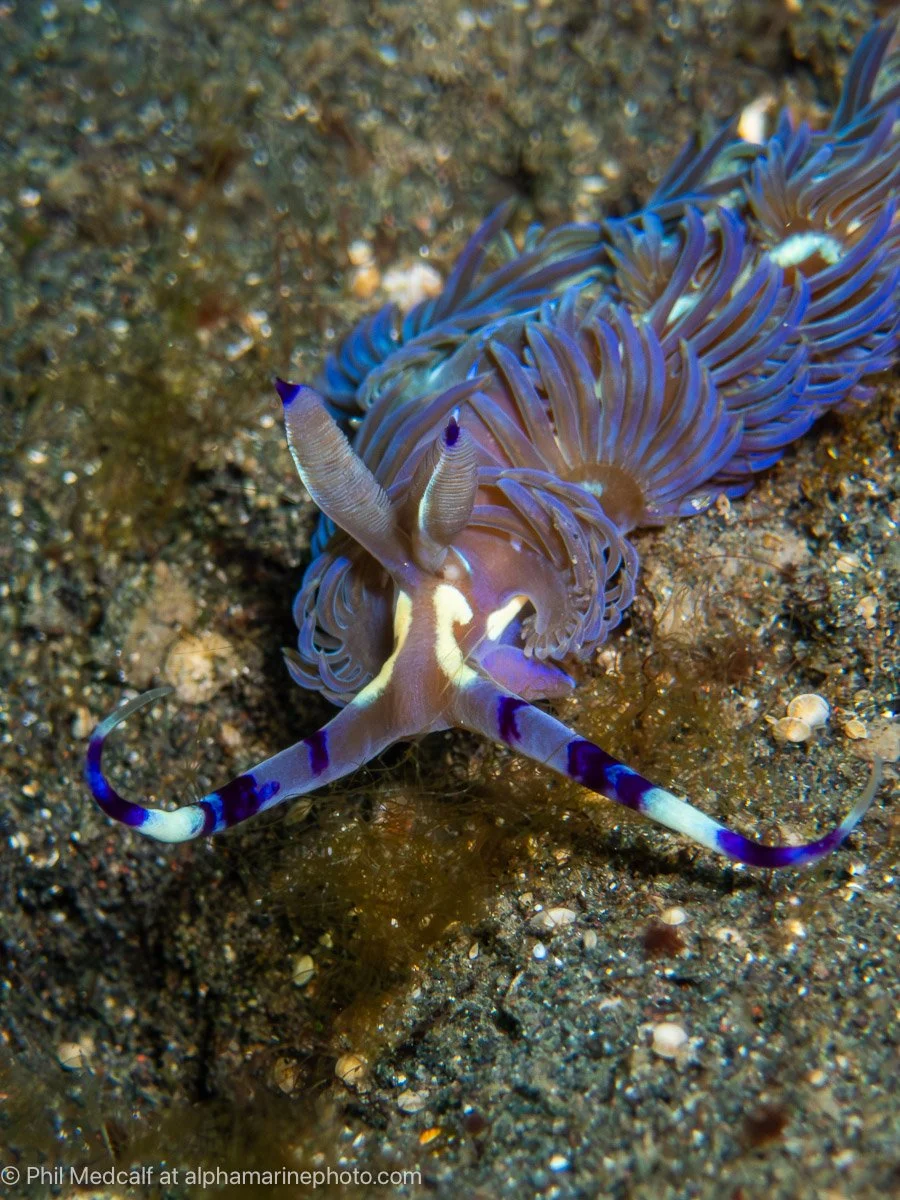 A Blue dragon nudibranch on a sandy seabed
