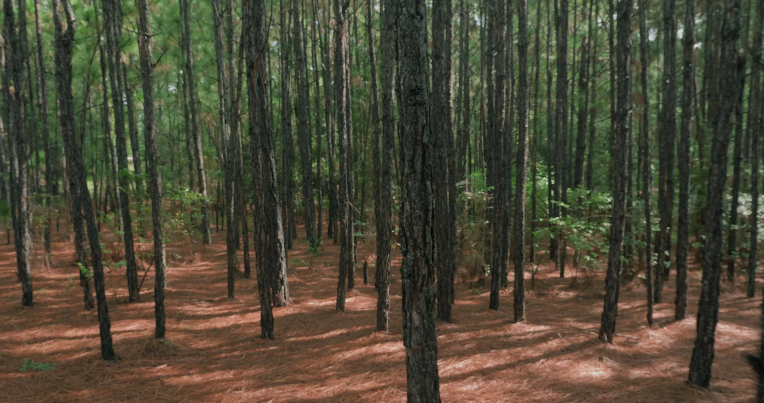 Woods 2.jpg