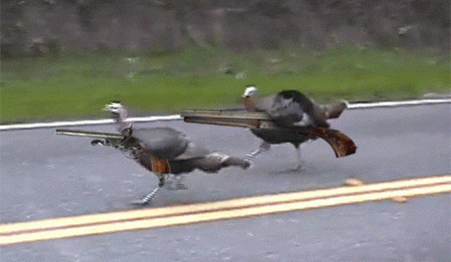 aggro turkeys.gif