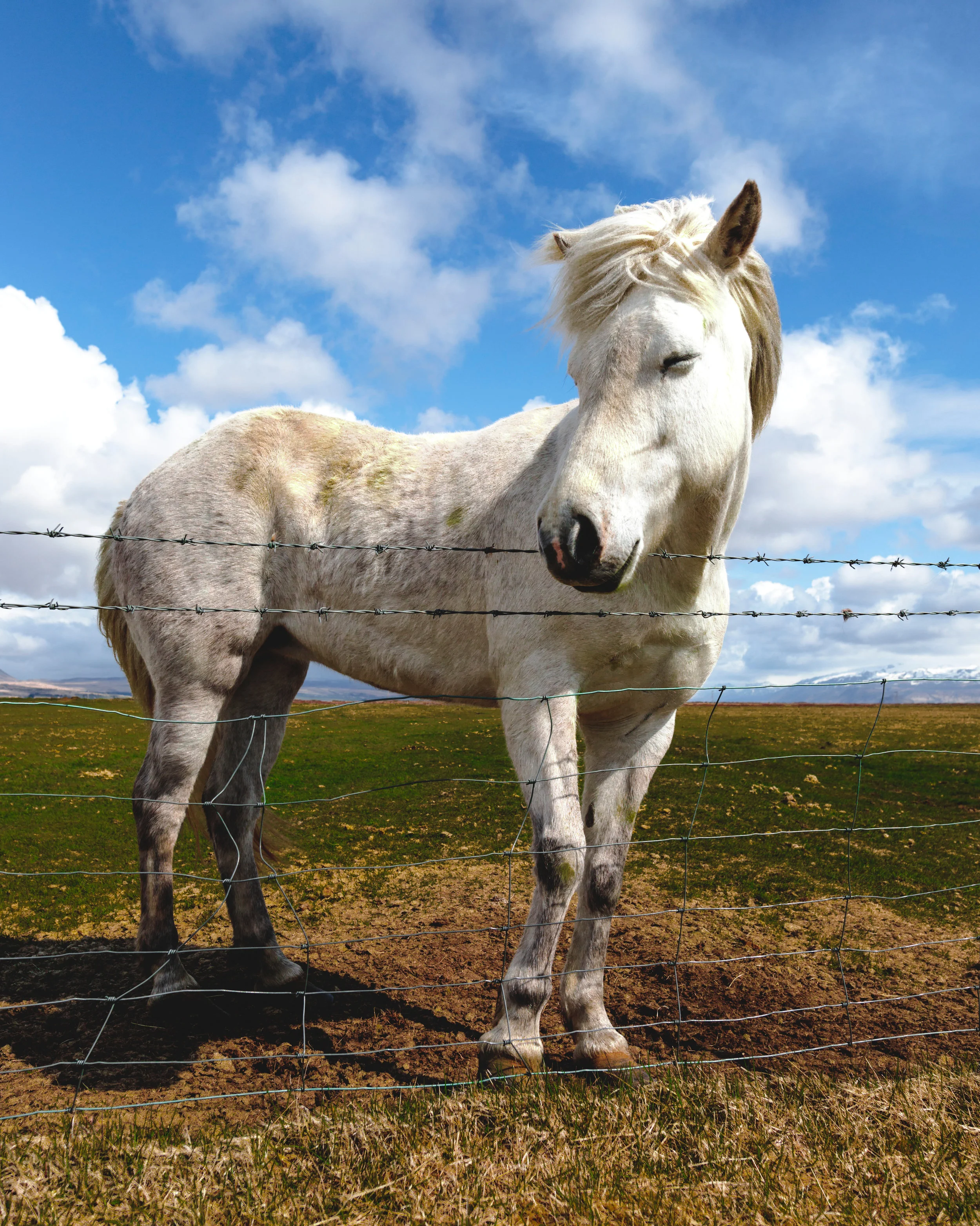 iceland-white-horse.jpg
