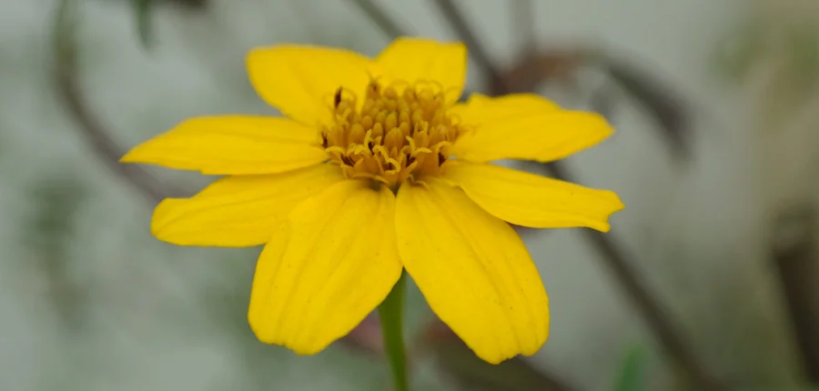 I DON'T WANT TO BE LIKE LIZA