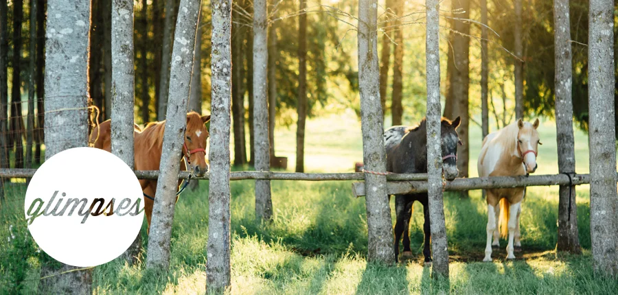 THE ONE WHO SEES... YOU