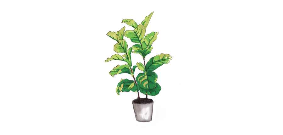 figtree.jpg