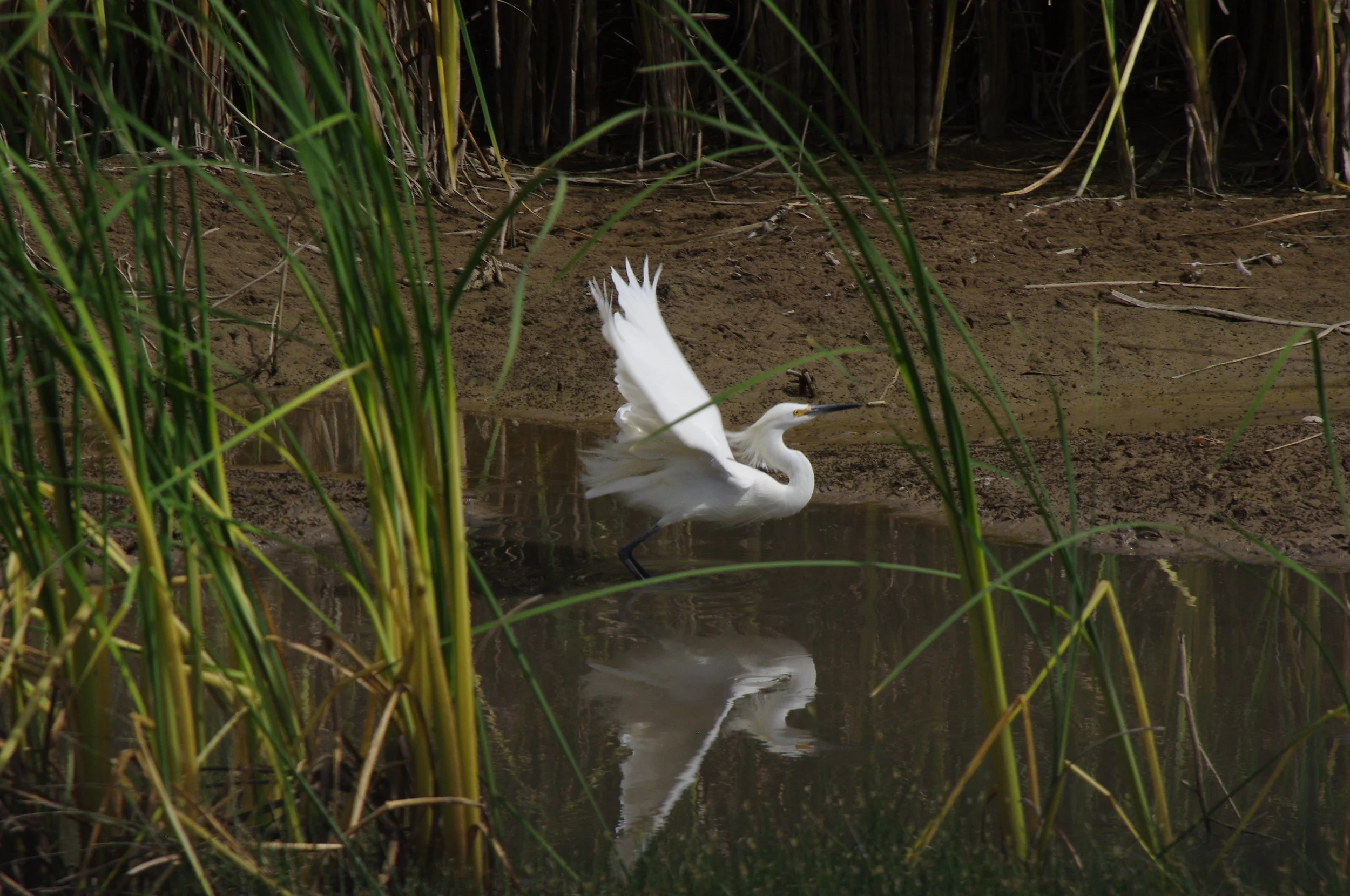 Snow Egret 