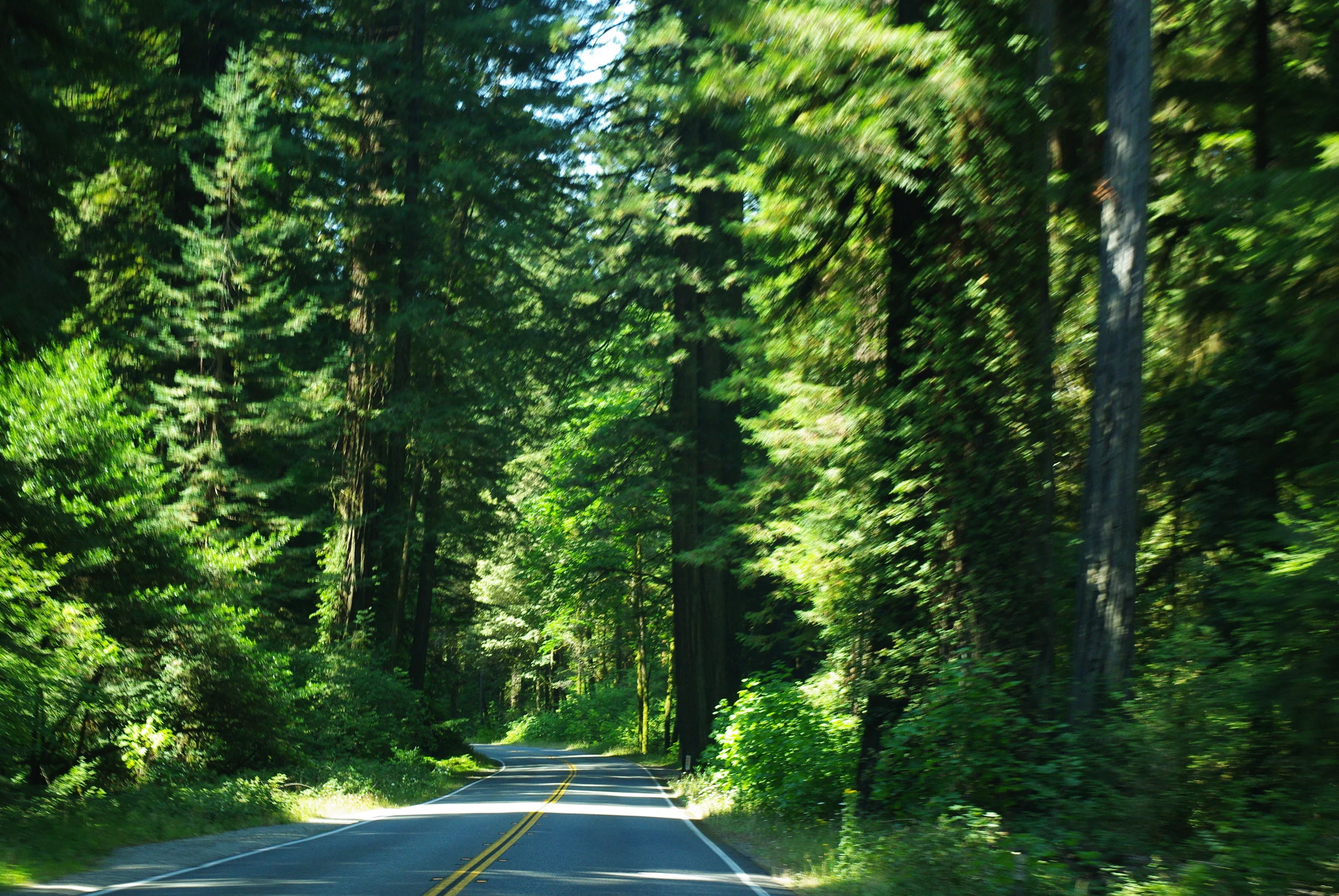 Redwood forest