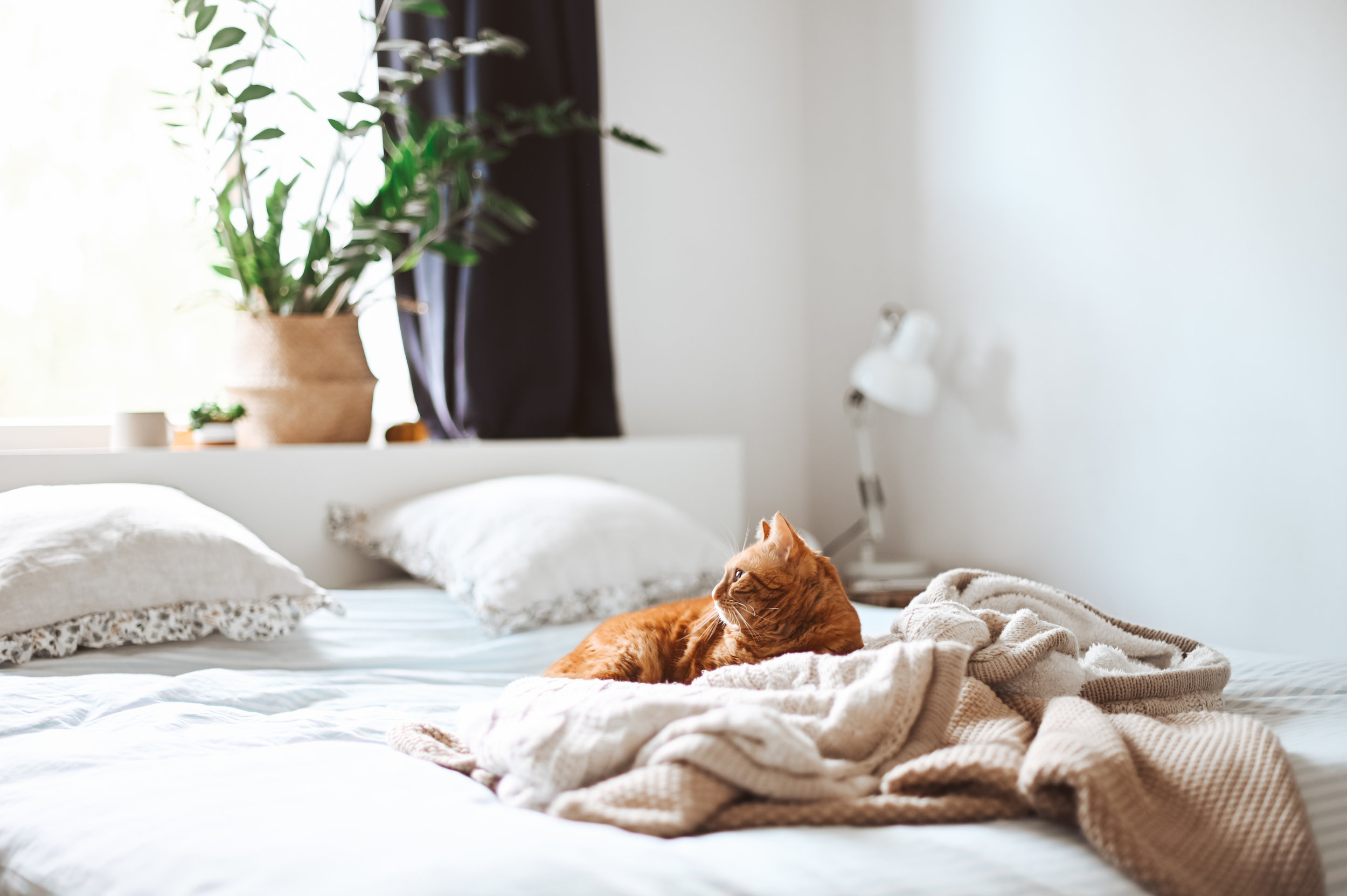 6 Easy Steps to Make your Bed Look more Refreshing