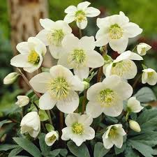 Helleborus 6.docx.jpg