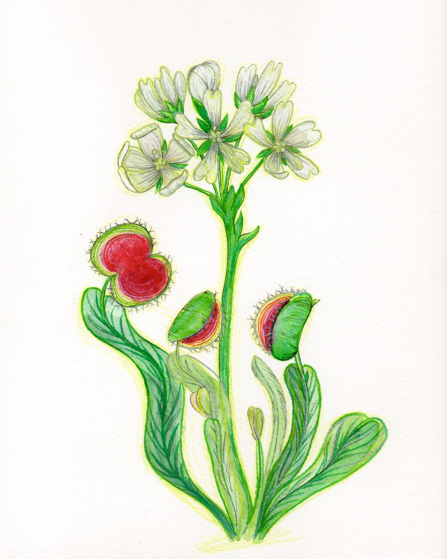  Mari Davis •&nbsp;Nashville, TN   @marivirginiaart    Something about ‘herbivore’ made me think of the irony of carnivorous plants. "Dionaea muscipula” for your viewing pleasure.  