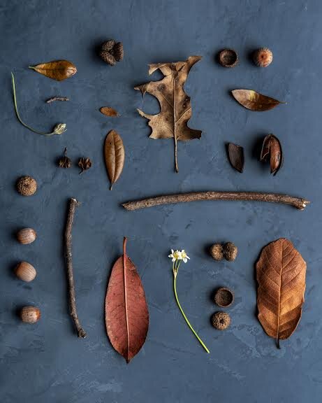  Kirsten Kaiser •&nbsp;Austin, TX   @kirstenkaiserphoto    Things my son picked up and handed to me on a walk.  