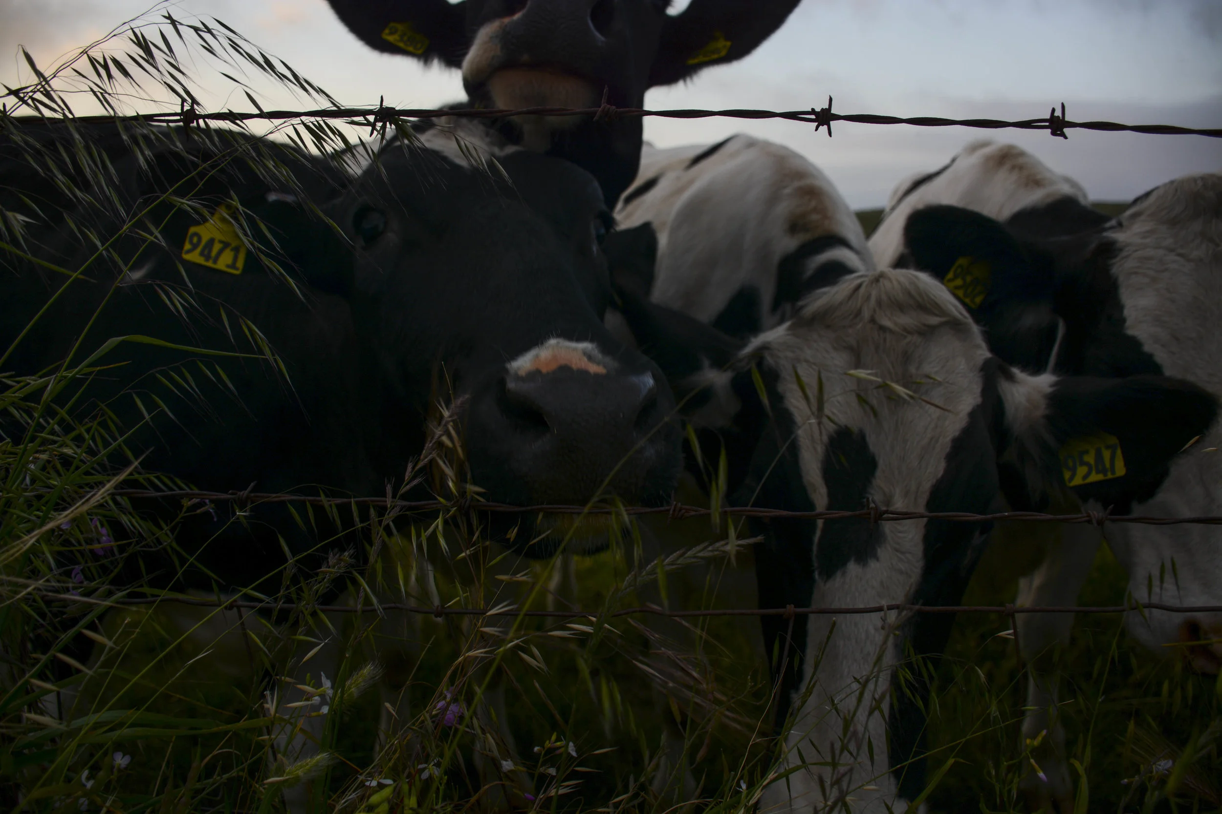 cow_2.jpg