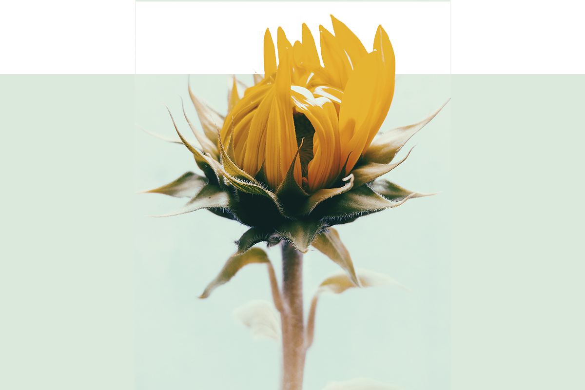 flower-test.png