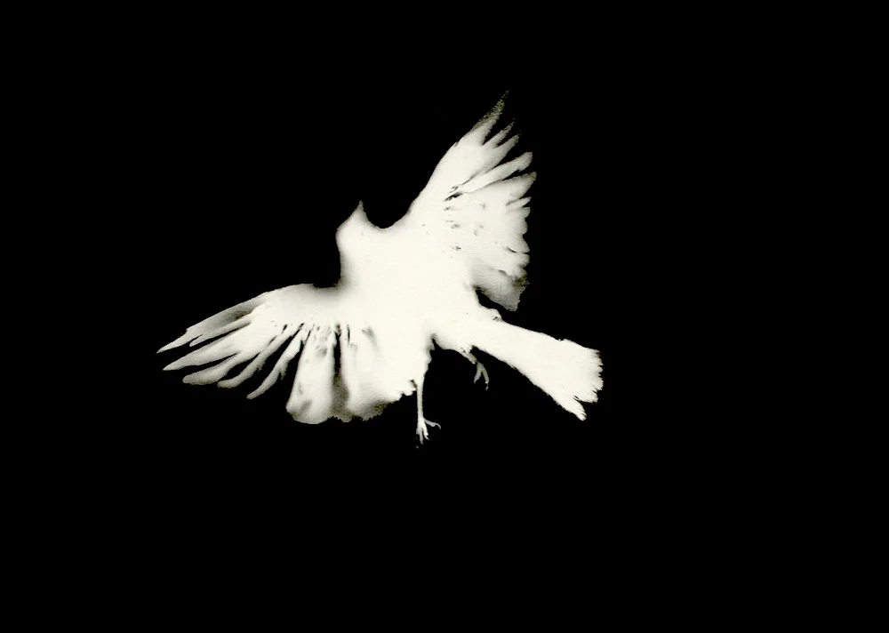 New Incarnation297mm H x 420mm WMixed Media on PaperAVAILABLE