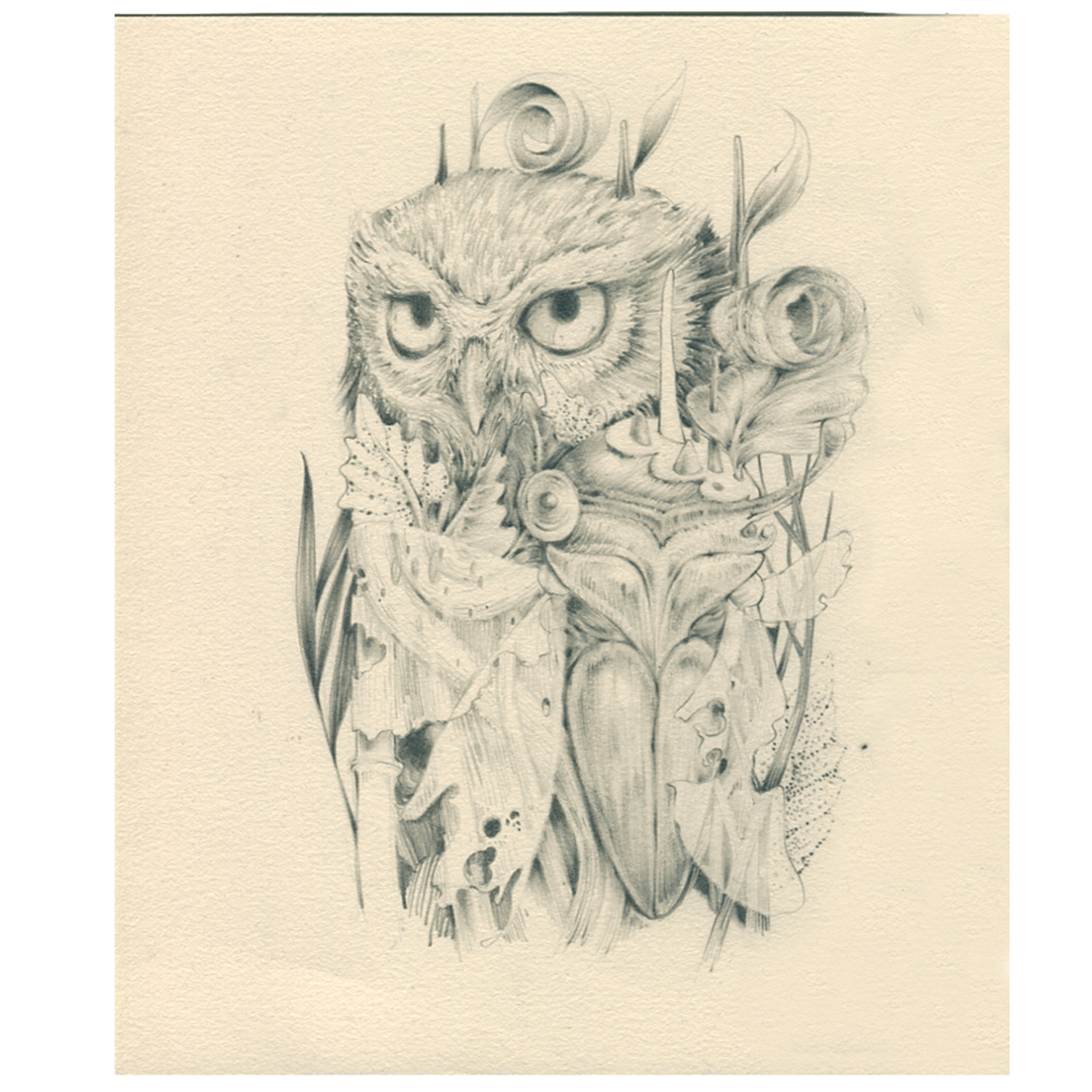 owl + cicada