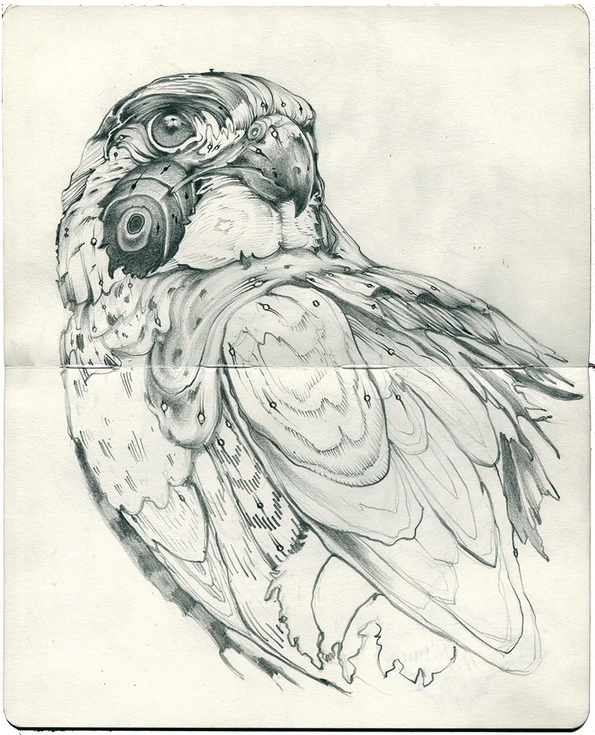 wood falcon