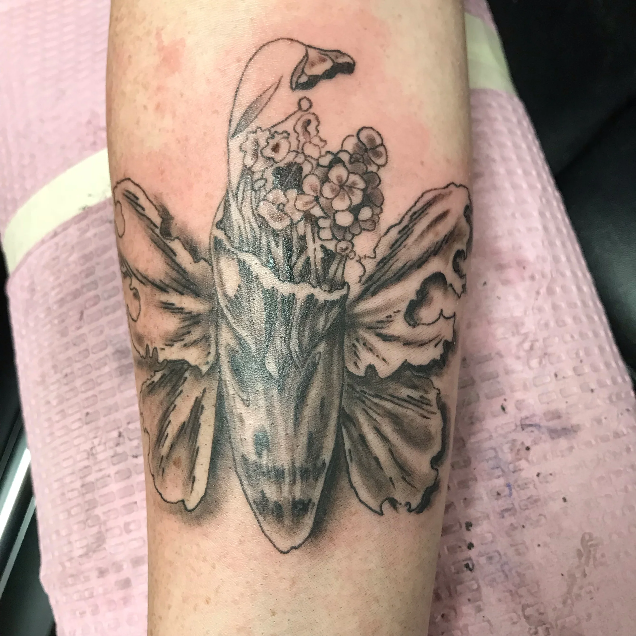 moth with parasitic flower head