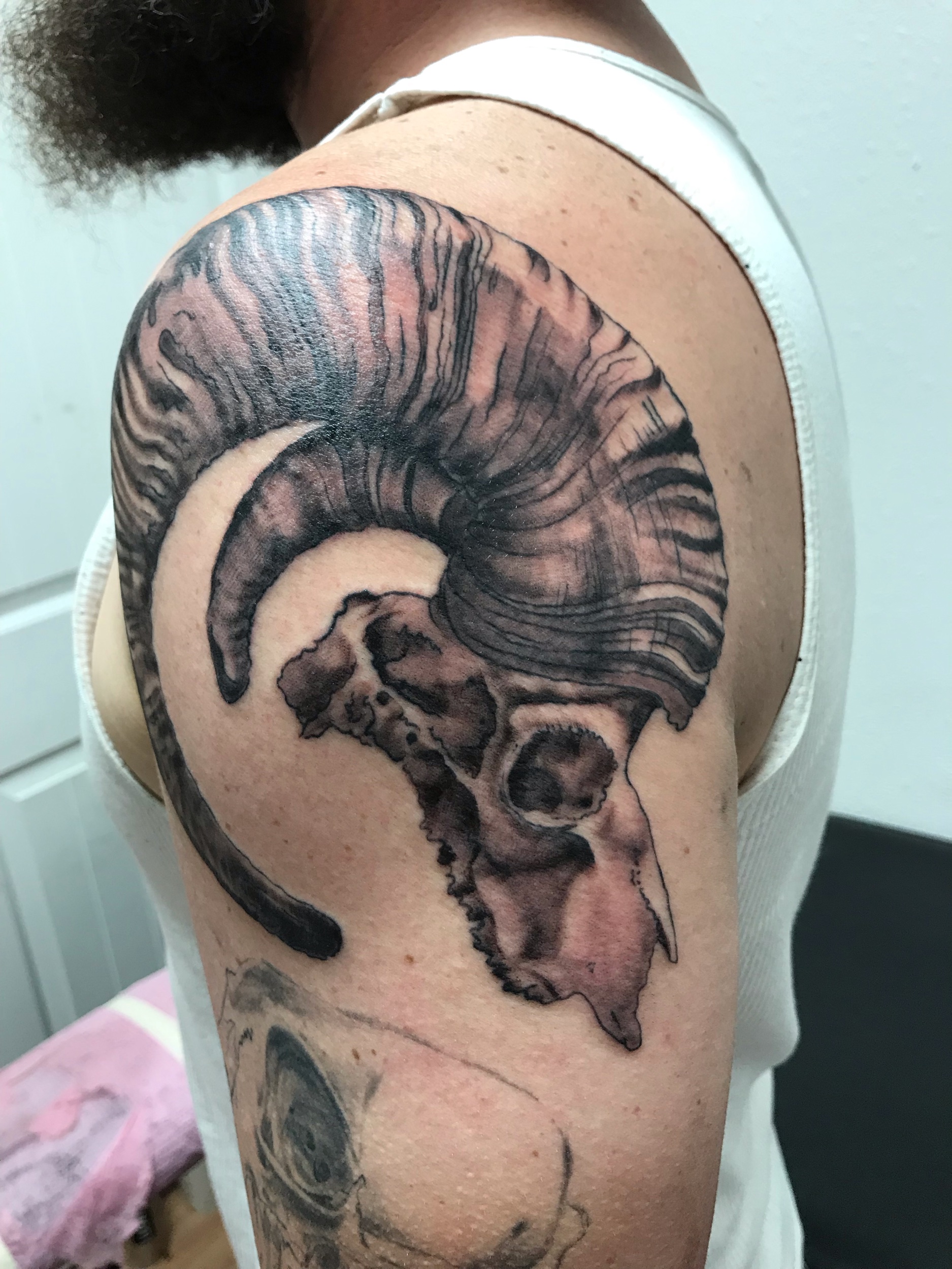 ram skull - beginnings of a sleeve
