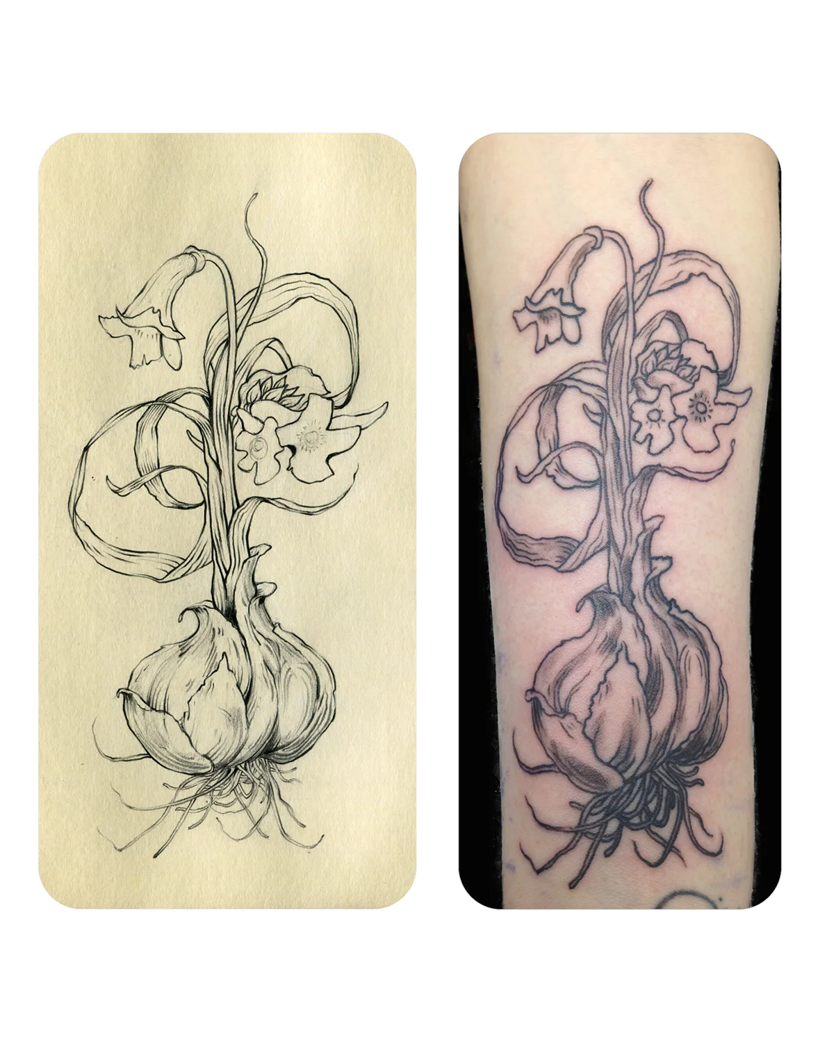 garlic drawing & tattoo