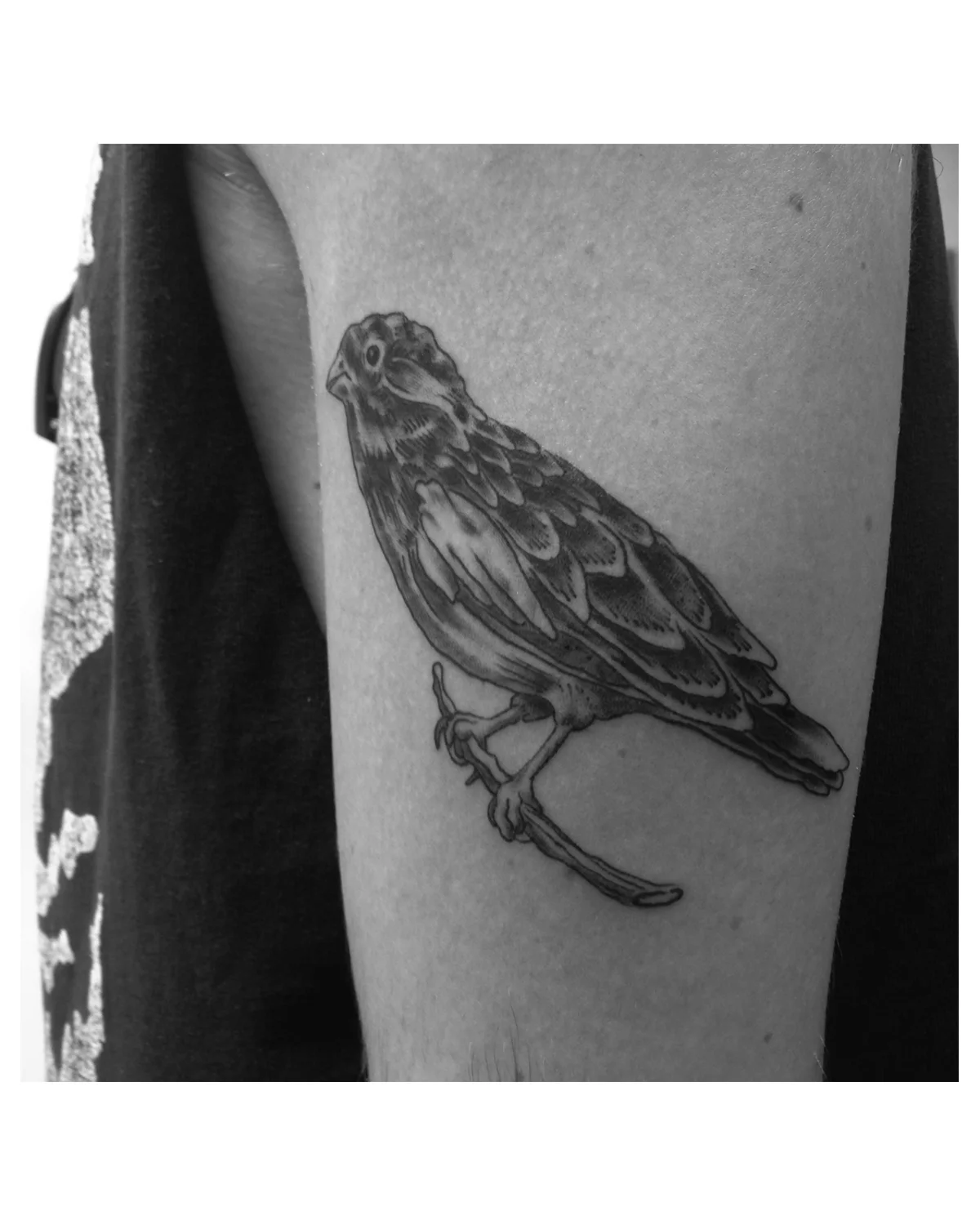 sparrow