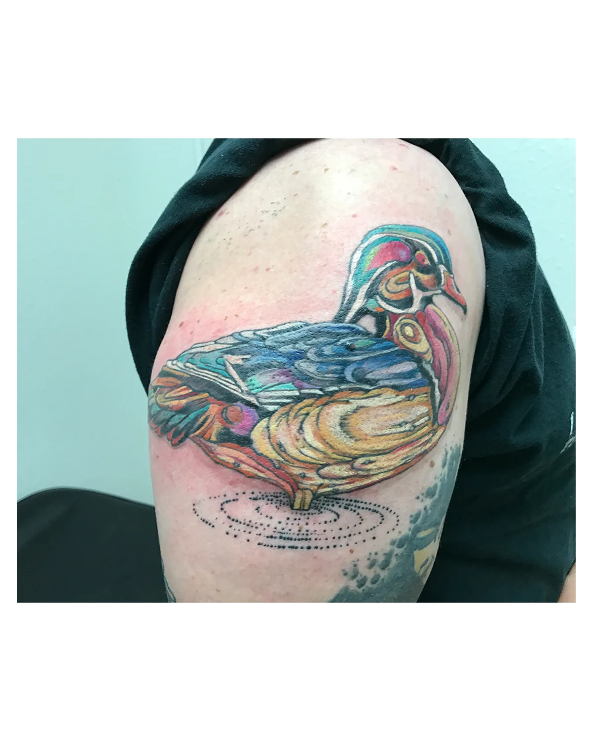 wood duck