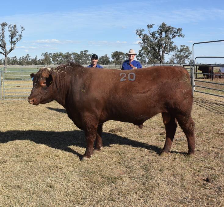 Mla cattle prices casino no deposit Mla cattle prices casino no deposit