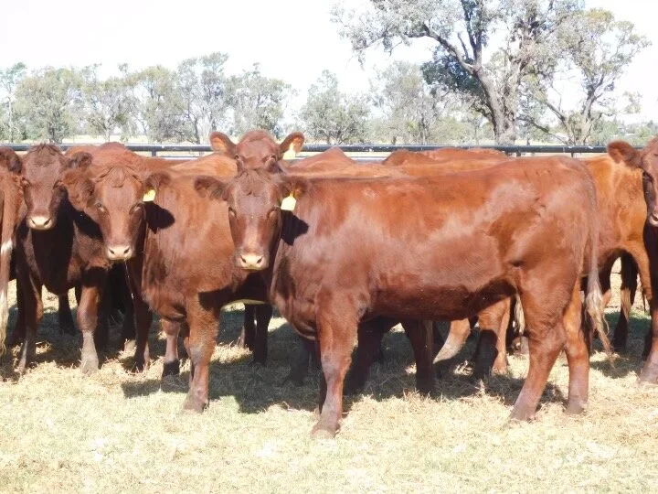 AAM &amp; RLX Replacement Heifer Sale - 3rd May 2021 2pm