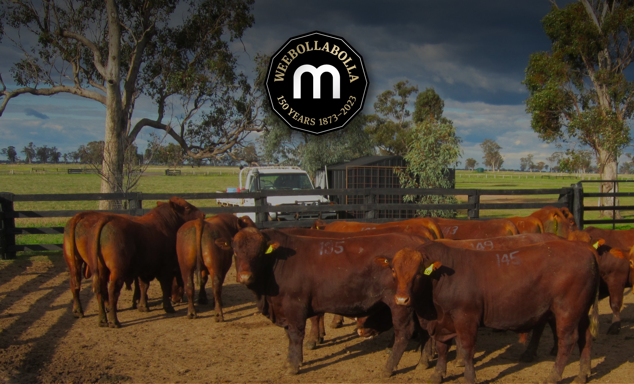   Welcome to Weebollabolla Shorthorns.  Celebrating our 56th Annual Bull Sale.  Friday 15 Sept 2023  