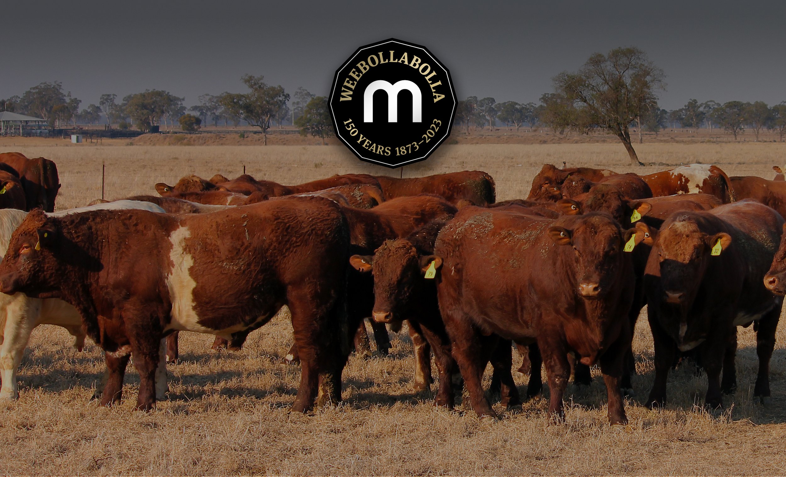   Welcome to Weebollabolla Shorthorns.  Celebrating our 56th Annual Bull Sale.  Friday 15 Sept 2023  