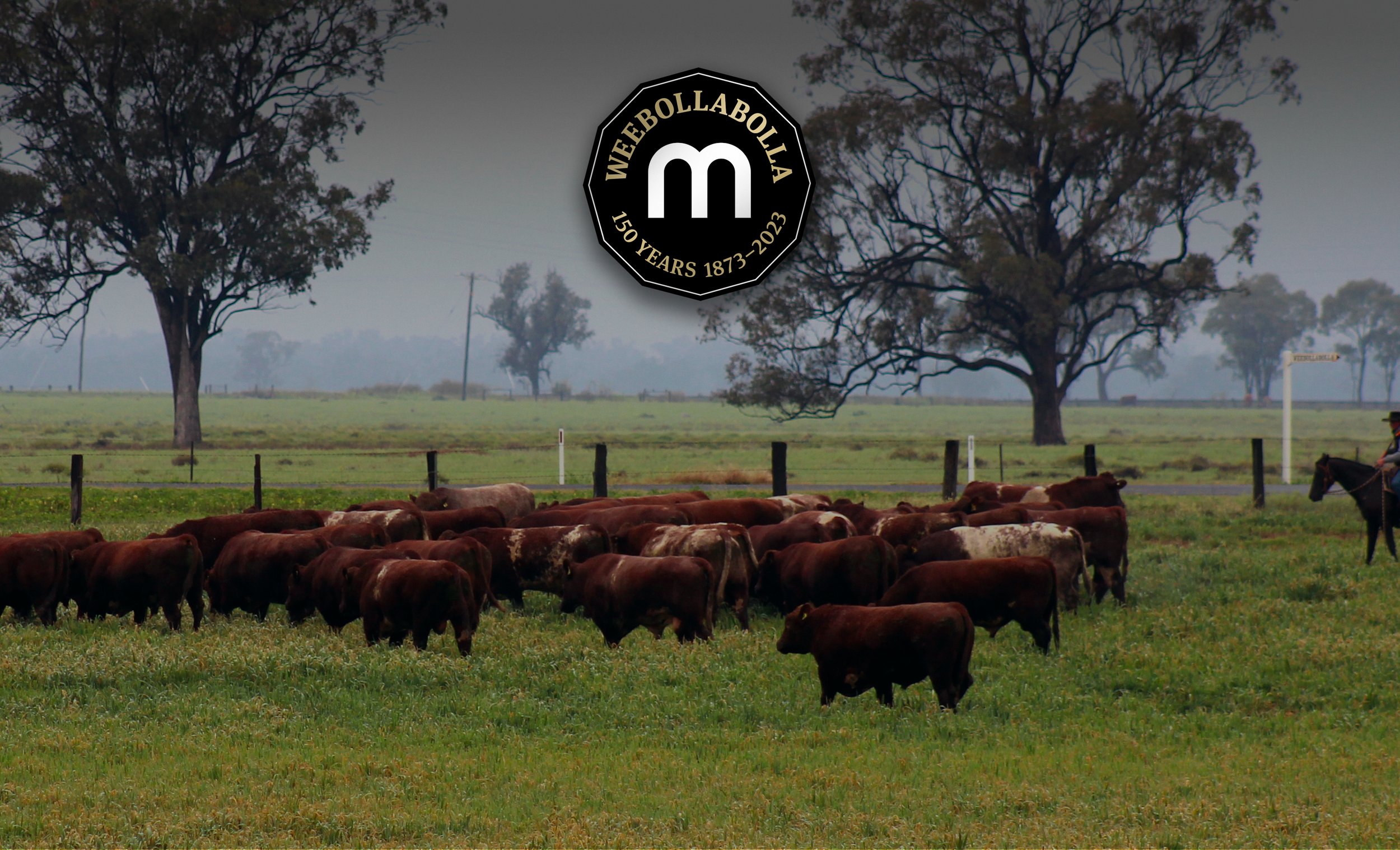   Welcome to Weebollabolla Shorthorns.  Celebrating our 56th Annual Bull Sale.  Friday 15 Sept 2023  