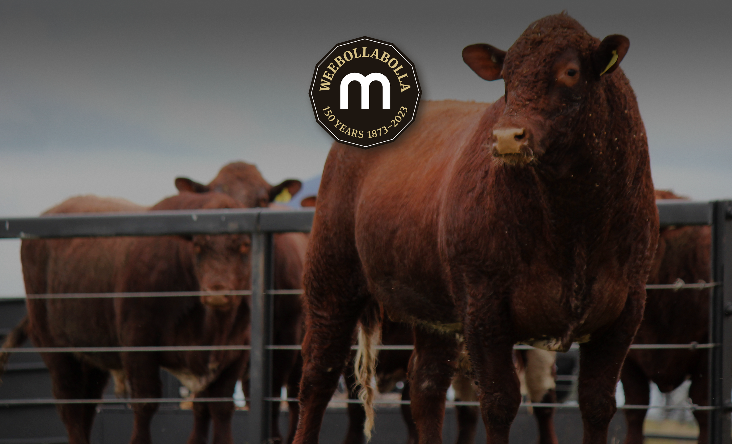   Welcome to Weebollabolla Shorthorns.  Celebrating our 57th Annual Bull Sale.  Friday 13 Sept 2024  