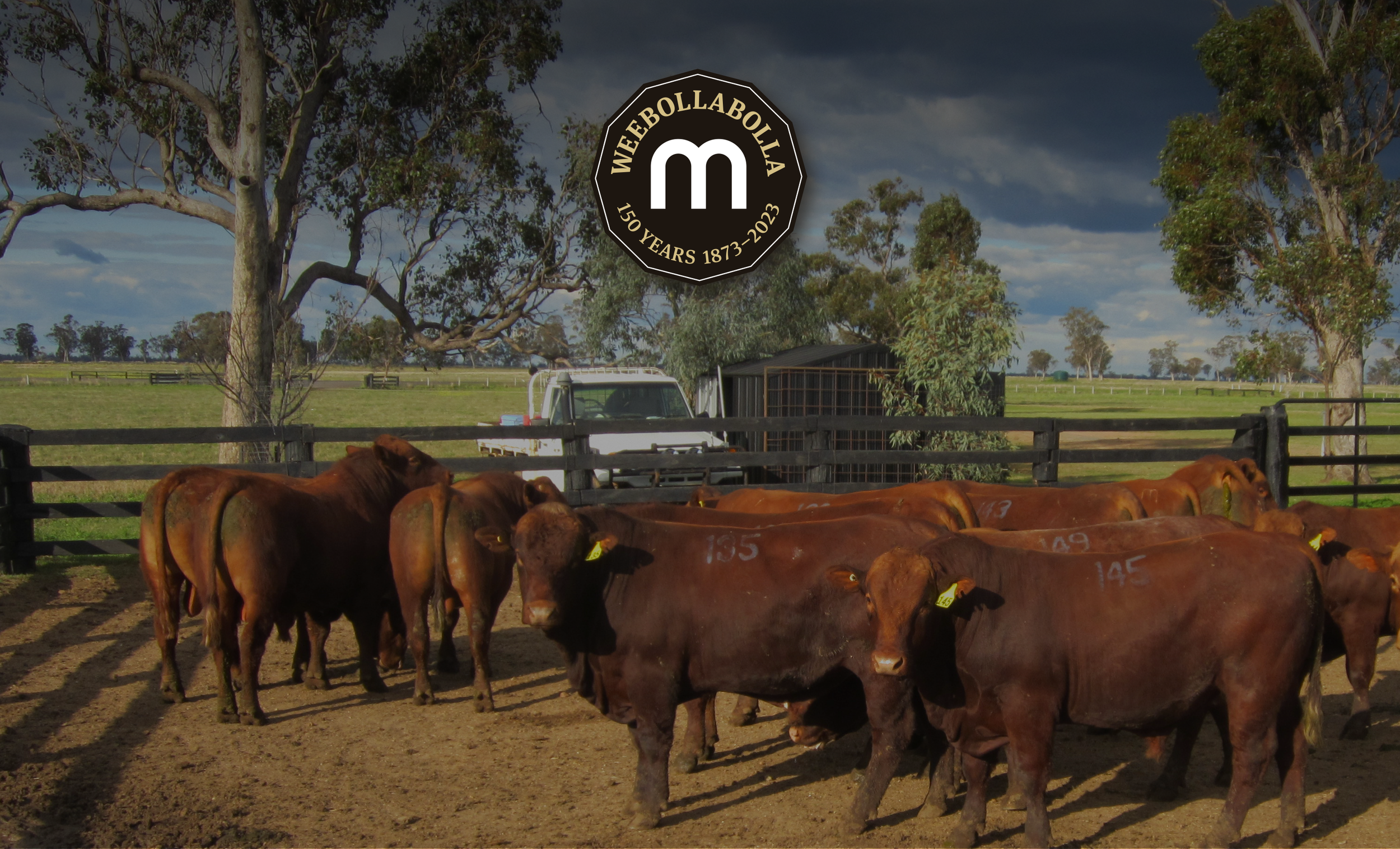   Welcome to Weebollabolla Shorthorns.  Celebrating our 57th Annual Bull Sale.  Friday 13 Sept 2024  