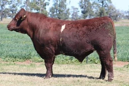 Lot 9