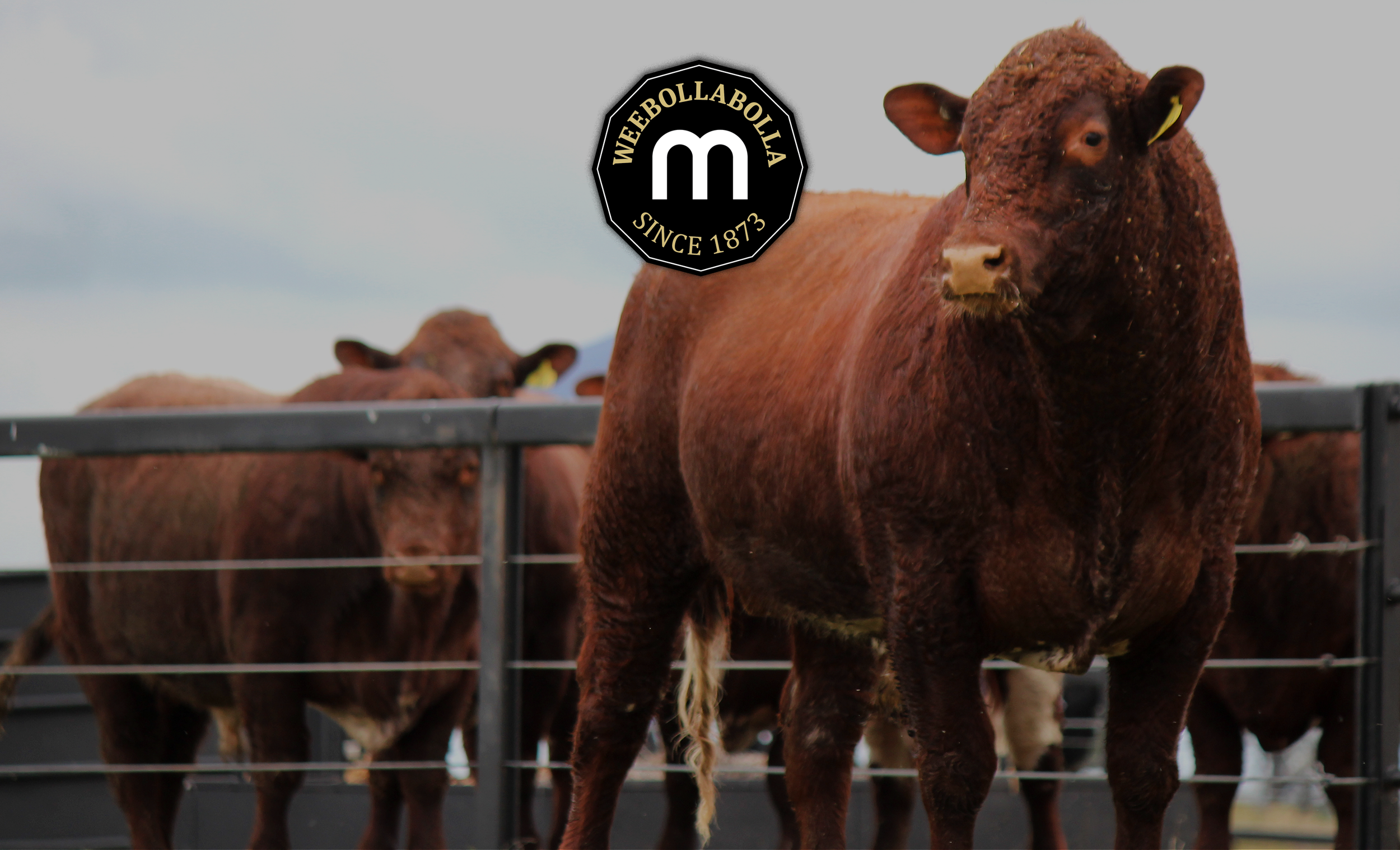   Welcome to Weebollabolla Shorthorns.  Celebrating our 58th Annual Bull Sale.  Friday 12 Sept 2025  