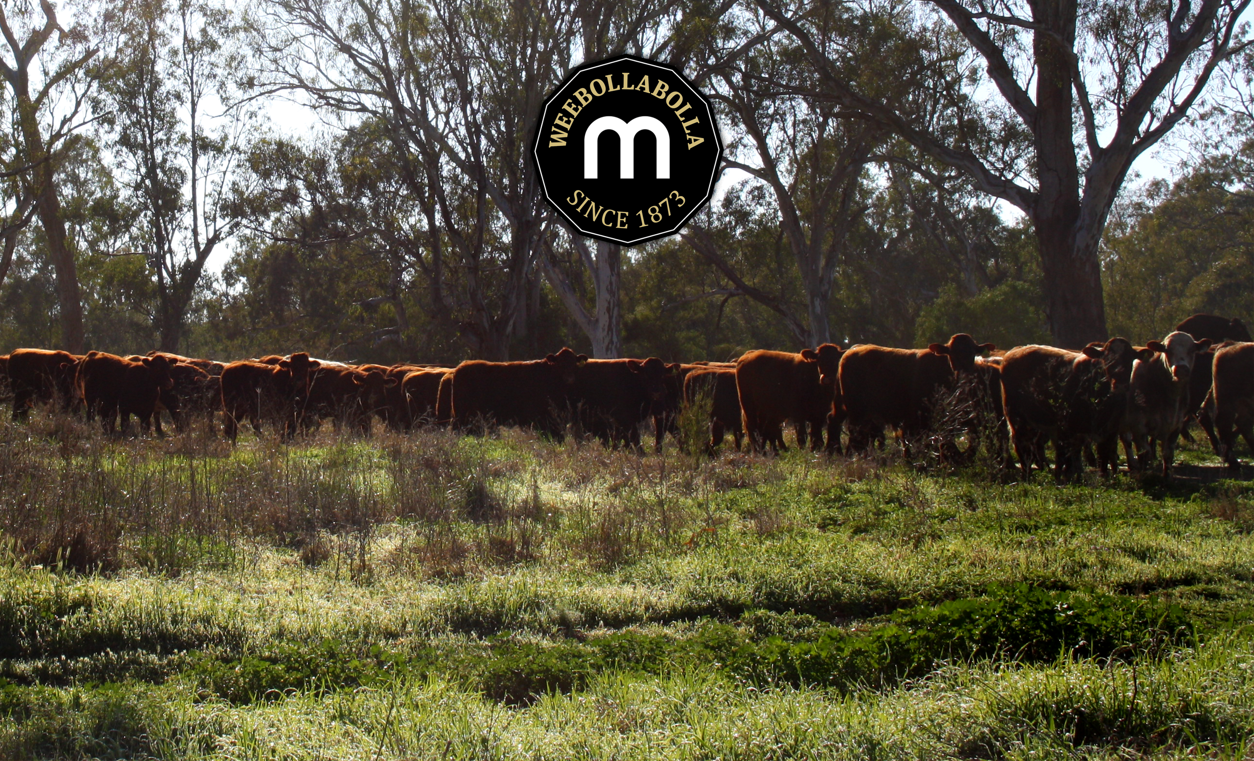   Welcome to Weebollabolla Shorthorns.  Celebrating our 58th Annual Bull Sale.  Friday 12 Sept 2025  